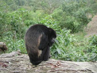 Howler Monkey